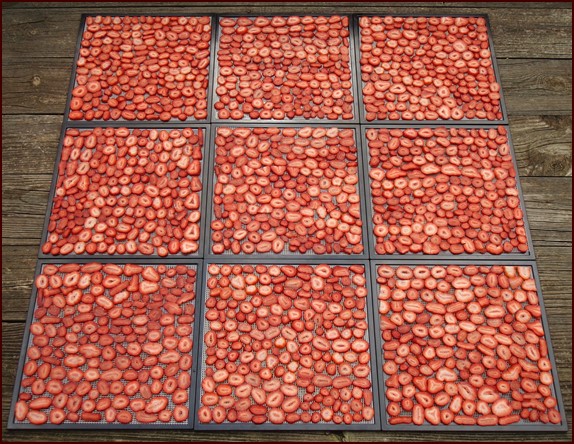 Dehydrating food uniformly cut. Nine trays of sliced strawberries.