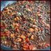 Dehydrating Lentils