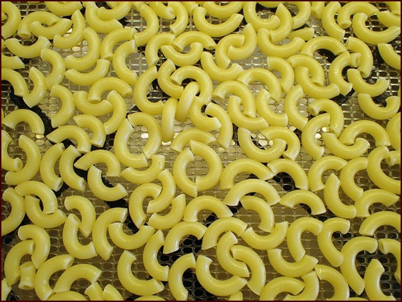 Cooked and rinsed macaroni on dehydrator tray before drying.