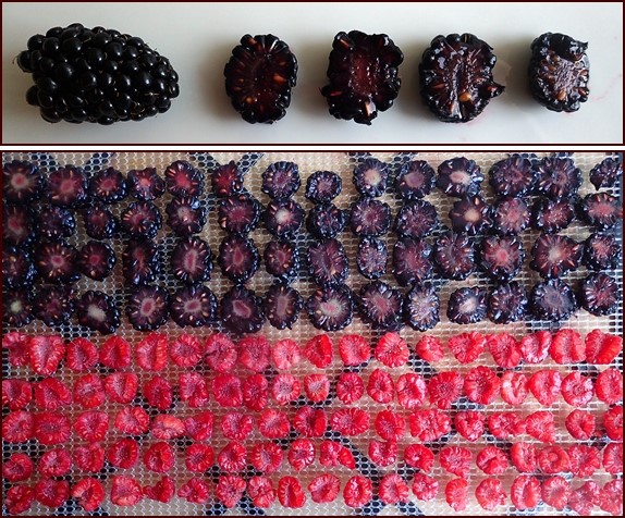 Blackberries and raspberries cut for drying.