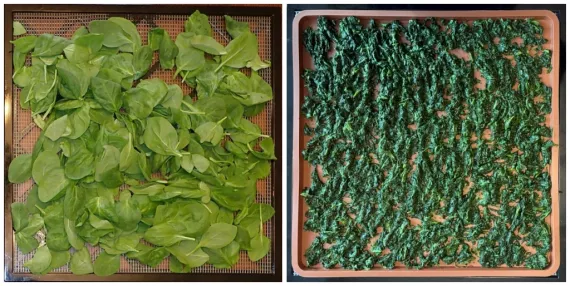Dehydrating spinach raw and cooked.