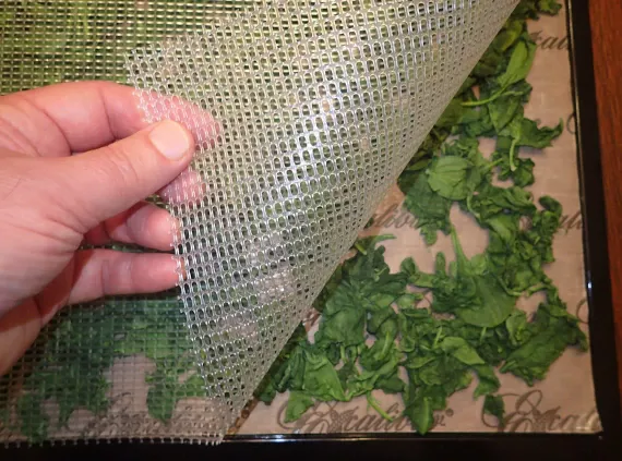 Using a mesh sheet on top of spinach to keep it from blowing around the dehydrator.