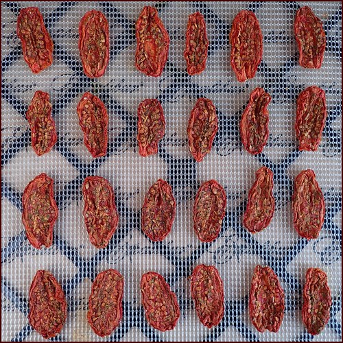 Tomatoes after drying for fifteen hours in Excalibur dehydrator.