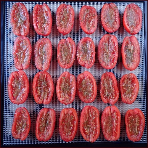 San Marzano Tomatoes, cut in half, cut side up, on Excalibur dehydrator tray.