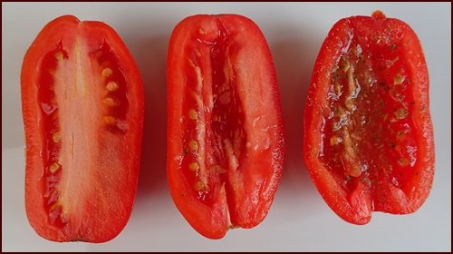 Tomatoes cut in half and seasoned before drying.