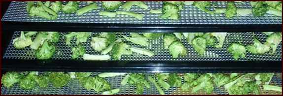 Dehydrating Broccoli & Cauliflower