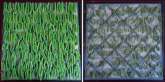 Dehydrating Green Beans