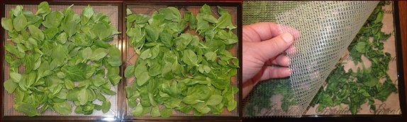 Dehydrating Spinach