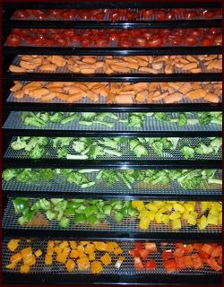 Cut Vegetables on Excalibur Dehydrator Trays.