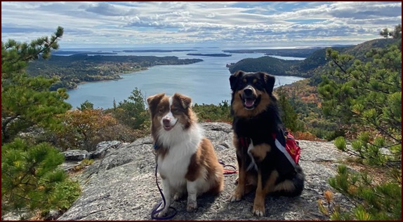 Backpacking Dogs