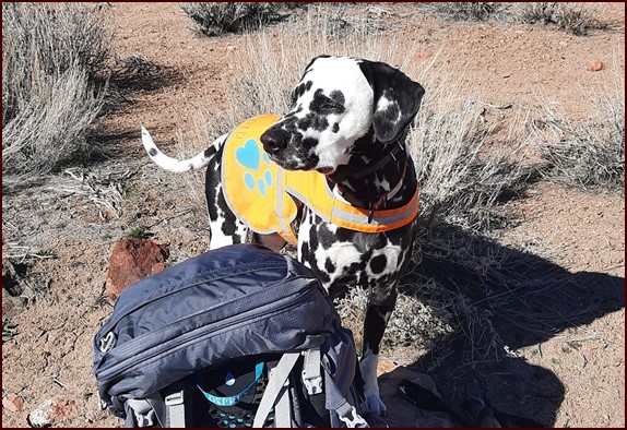 Fearless Floyd wearing Ruffwear dog pack