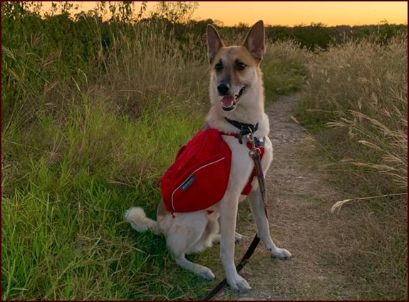 Michelle's dog wearing Ruffwear dog pack