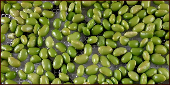 Edamame beans before dehydration.