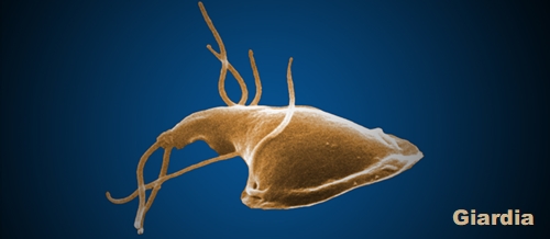 Giardia