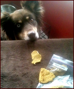 Share a dog treat. Chicken chips shown in picture.