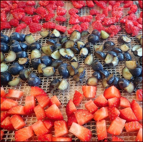 Top to bottom: Dehydrating raspberries, blueberries, strawberries. Note that the raspberries and blueberries were cut into smaller pieces for faster drying.