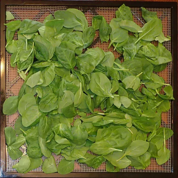 Raw spinach leaves on Excalibur dehydrator tray.