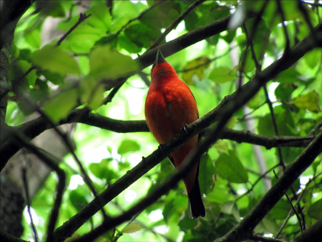 Scarlet Tanager, Appalachian Trail Georgia.